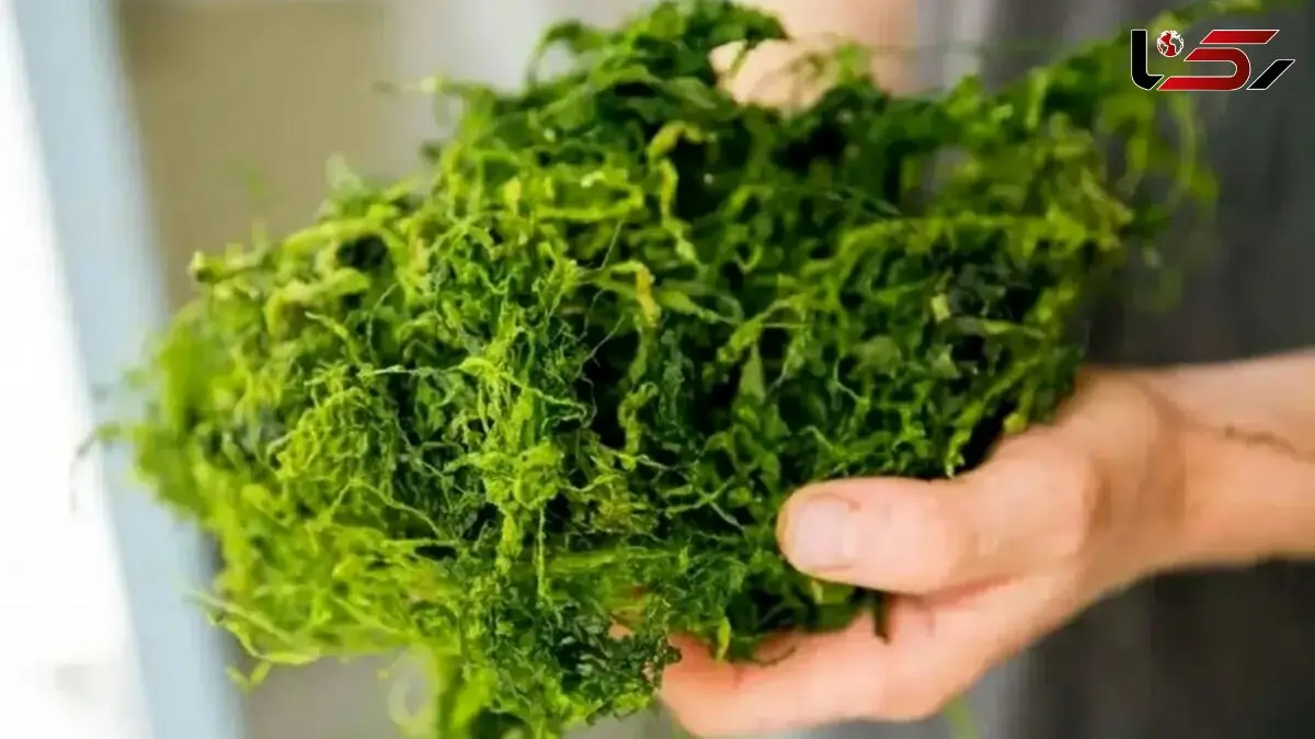 ساخت قطعات خودرو با علف و جلبک