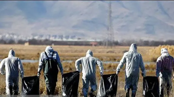 آنفلوانزای فوق حاد پرندگان در شهر قم