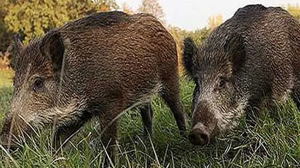 حمله دسته جمعی گراز های وحشی به خلخال 