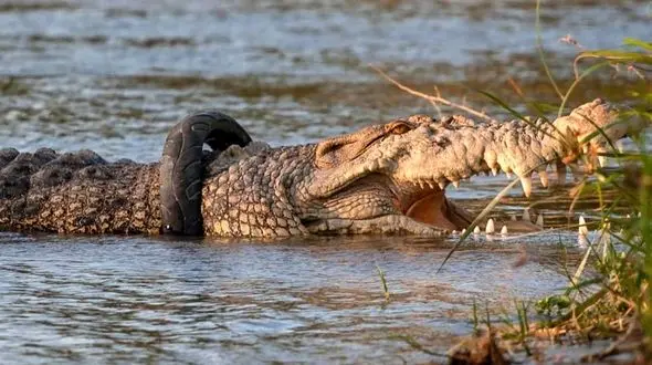 تعیین جایزه برای بیرون آوردن لاستیک از گردن سوسمار