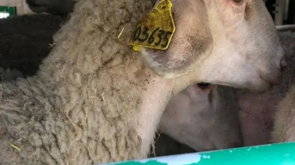 فیلم اسارت گوسفندان در گمرک آستارا / مرگ در یک قدمی شان