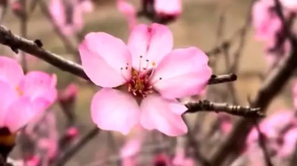 از بهار تا زمستان در ایران