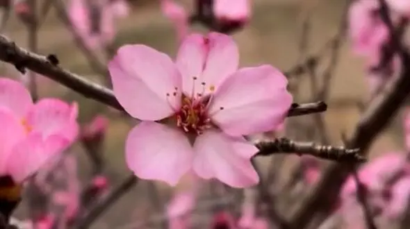 از بهار تا زمستان در ایران