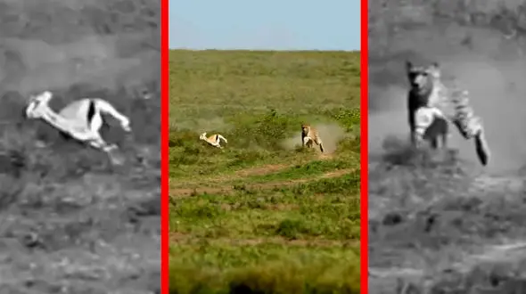 فیلم رقابت مرگ و زندگی میان غزال و یوزپلنگ