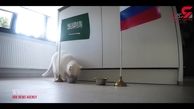 پیش بینی عجیب بازی روسیه - عربستان توسط گربه مشهور روس + فیلم