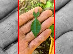 فیلم حشره ای با استتار بی‌نظیر مانند برگ