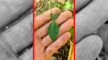 فیلم حشره ای با استتار بی‌نظیر مانند برگ