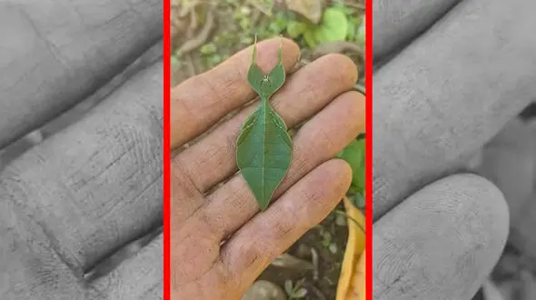 فیلم حشره‌ای که با برگ‌ها یکی می‌شود