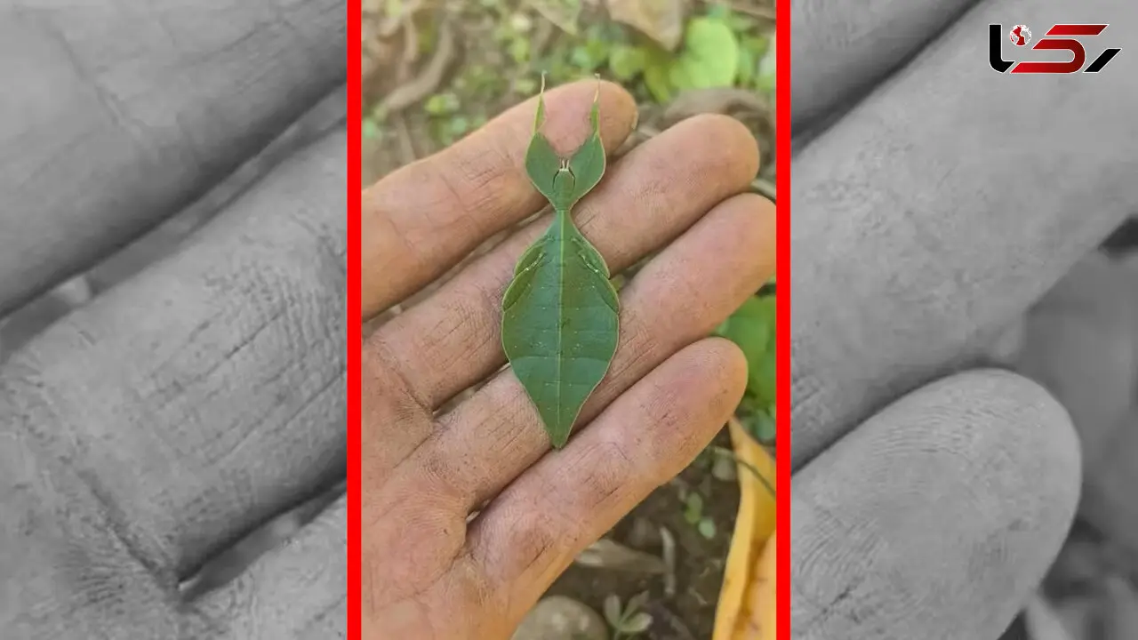 فیلم حشره ای با استتار بی‌نظیر مانند برگ