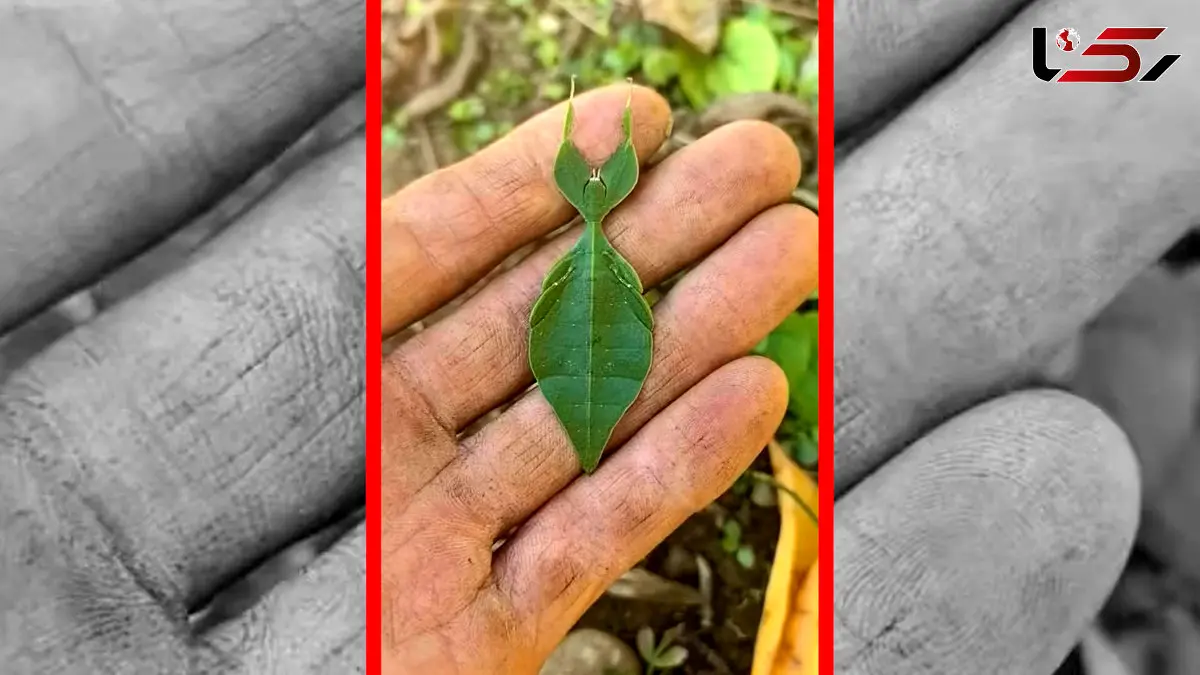 فیلم حشره ای با استتار بی‌نظیر مانند برگ