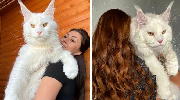 غول پیکرترین گربه دنیا را ببینید + عکس