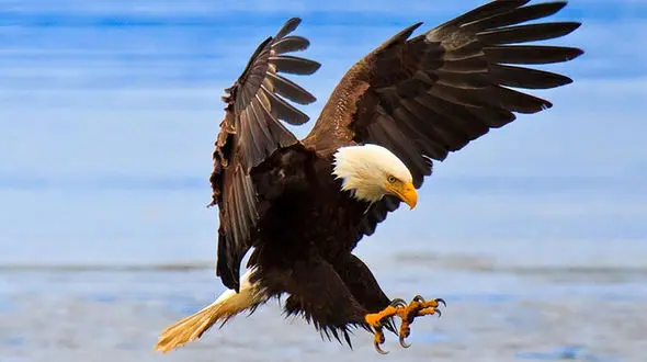 رها سازی یک پرنده در طبیعت