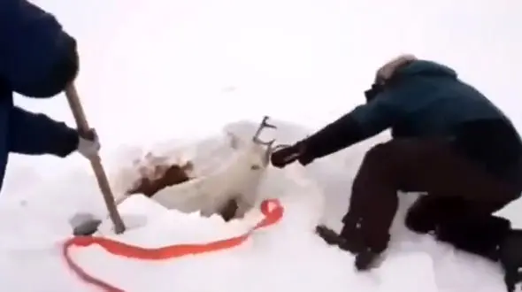 نجات گوزن از داخل گودال + فیلم