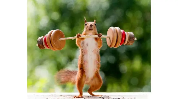 ورزش کردن عجیب یک سنجاب کوچولو+عکس