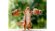 ورزش کردن عجیب یک سنجاب کوچولو+عکس