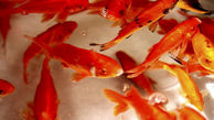توصیه‌های سازمان دامپزشکی برای خرید ماهی قرمز/فروش دوزیستان ممنوع