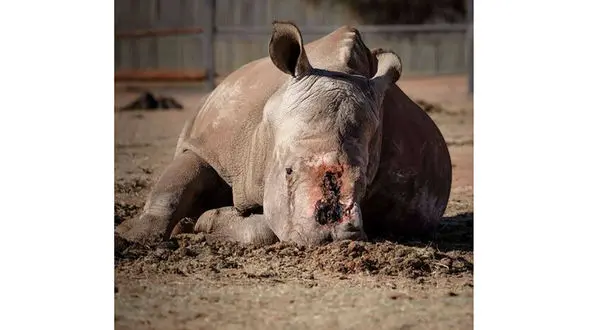 2 عکس باورنکردنی از گریه دلخراش کرگدن