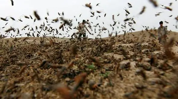 پیشروی ملخ‌های صحرایی در ایران +عکس