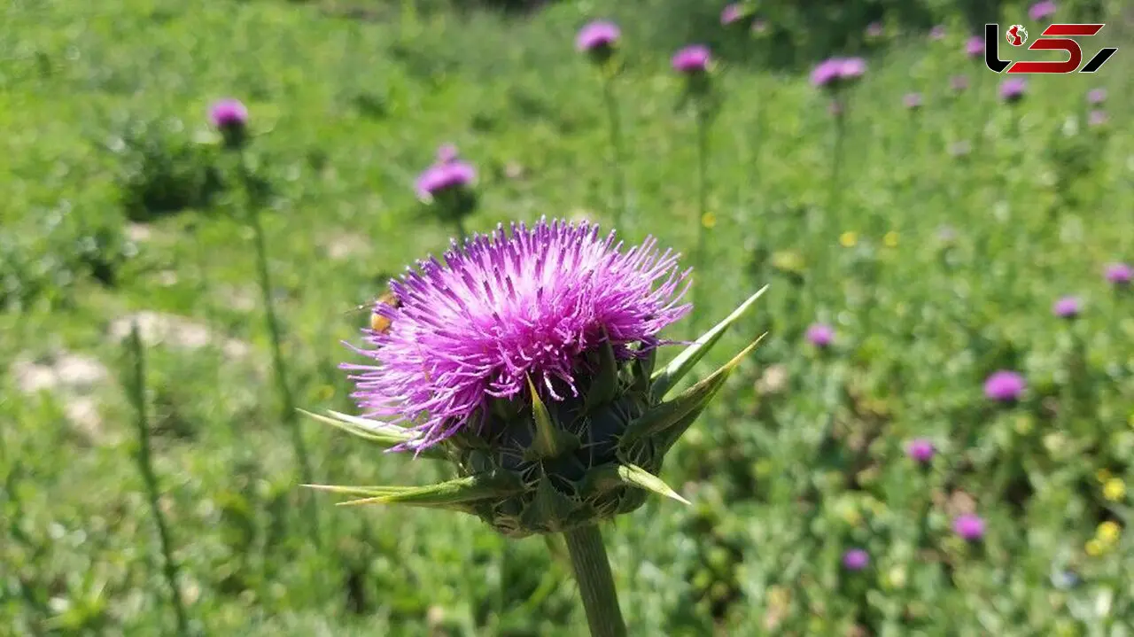 درمان کبد به وسیله یک داروی ترکیبی صنعتی و سنتی
