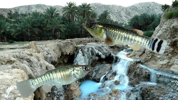 گورخرماهی گنو در آستانه انقراض / میراث زیستی ایران در حال نابودی