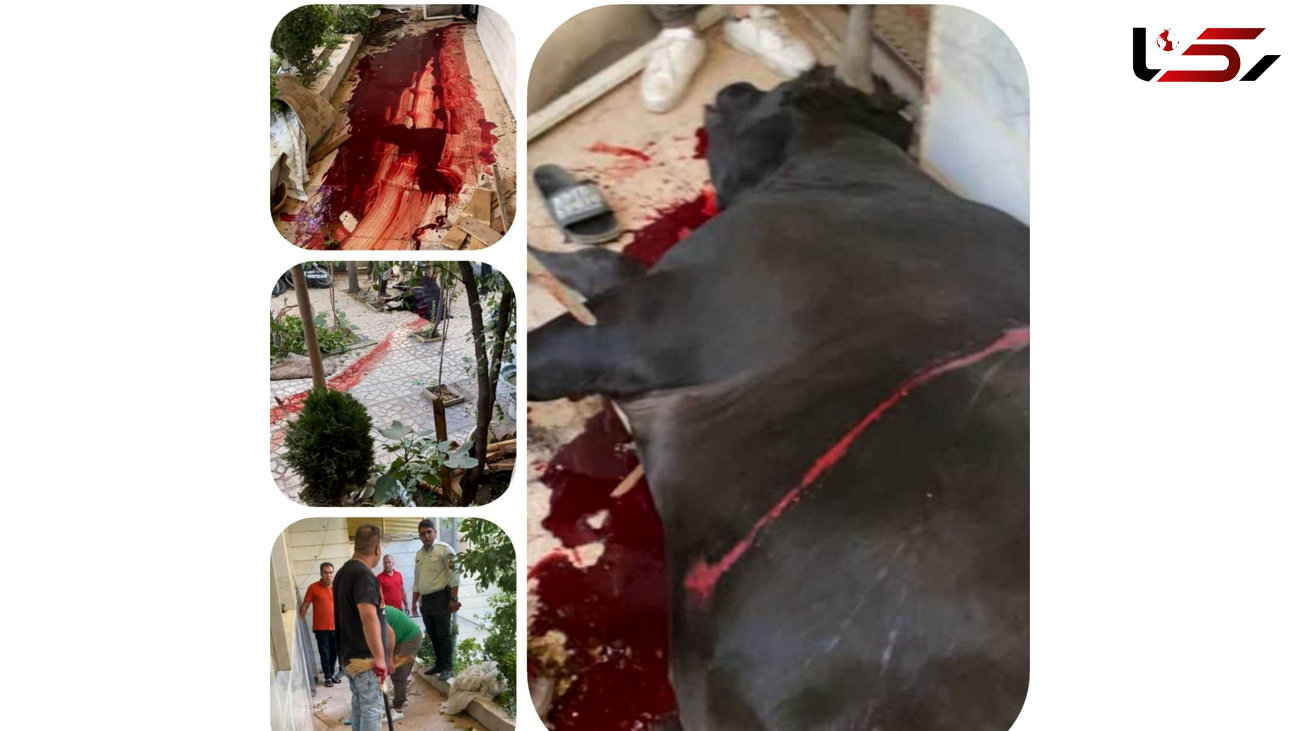 عکس / حمله گاو وحشی نیم تنی به یک خانه در قیامدشت / زن خانه مجروح و گاو کشته شد