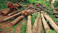 دستگیری ۲۸ متخلف حین قاچاق چوب از جنگل‌های گرگان