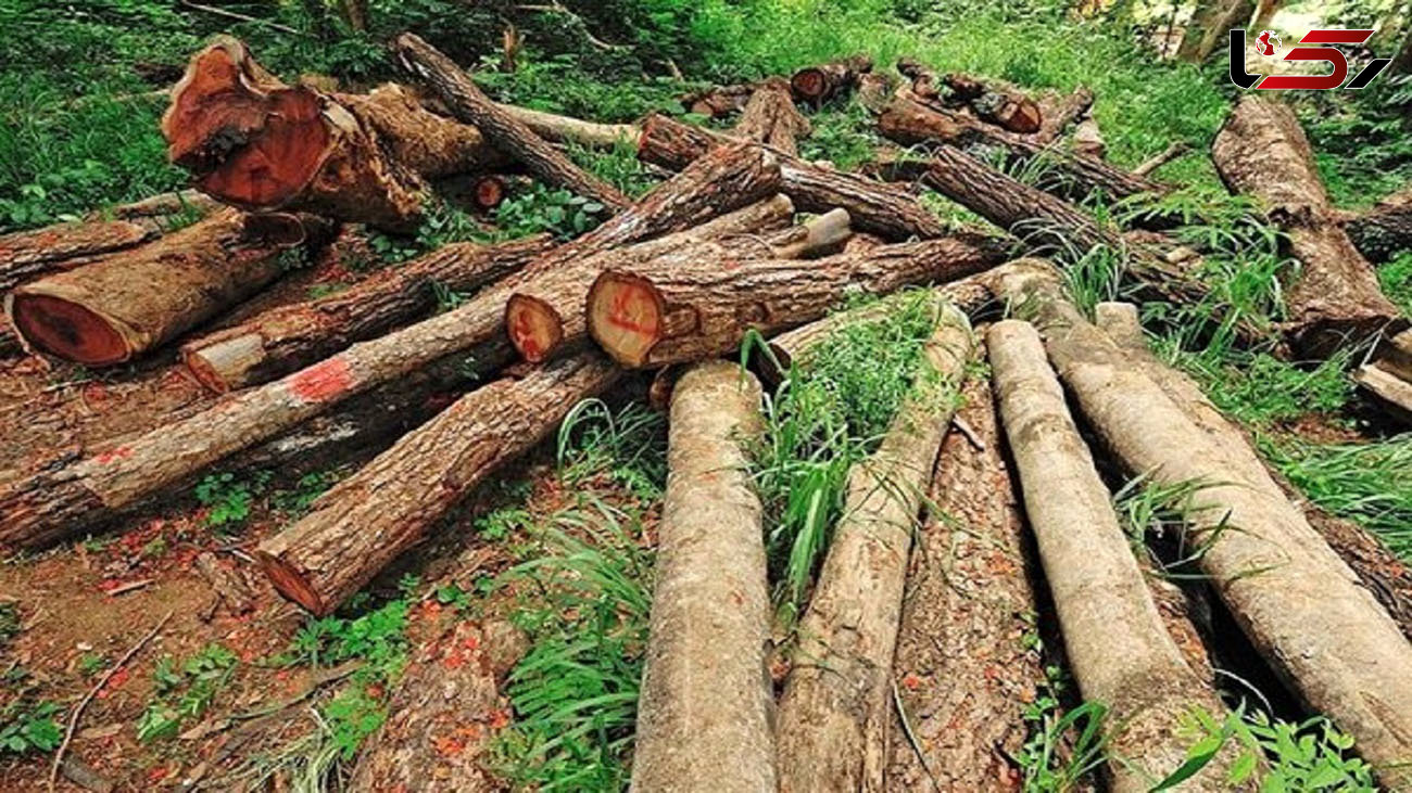 دستگیری ۲۸ متخلف حین قاچاق چوب از جنگل‌های گرگان