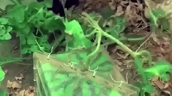 ببینید / پرورش هندوانه مربع شکل در ژاپن + فیلم