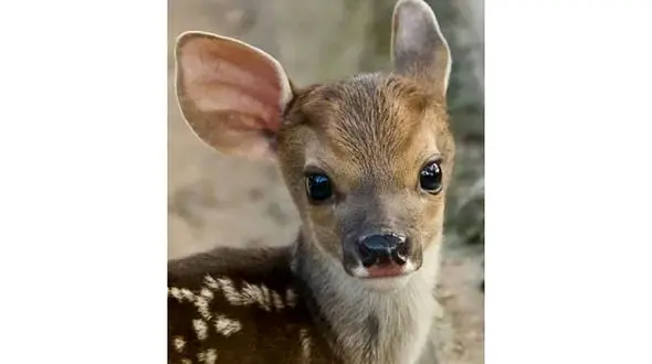 میهمان زیبای یک خانواده شیرازی