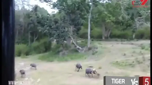 10 جنگ خونین حیوانات با یکدیگر + فیلم