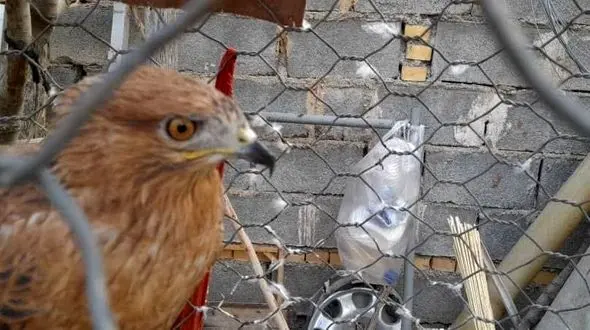 رهاسازی یک پهله پرنده شکاری سارگپه در دزپارت + عکس  و فیلم