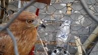 رهاسازی یک پهله پرنده شکاری سارگپه در دزپارت + عکس  و فیلم
