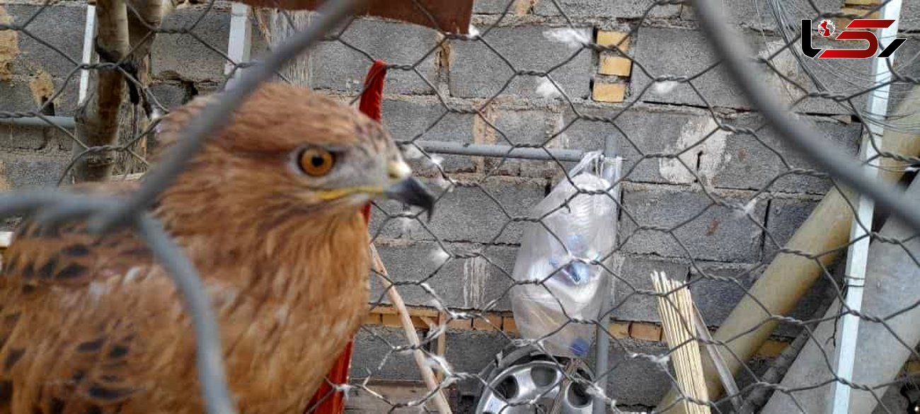 رهاسازی یک پهله پرنده شکاری سارگپه در دزپارت + عکس  و فیلم