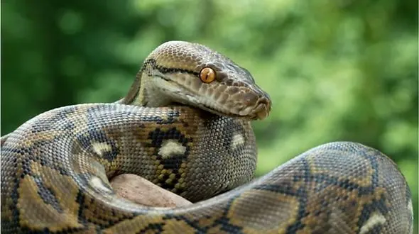 لحظه شگفت انگیز تولد مارهای پیتون از نمای نزدیک + فیلم 