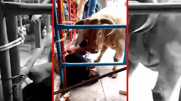 فیلم حمله خونین گاو به تماشاگر در میدان گاوبازی