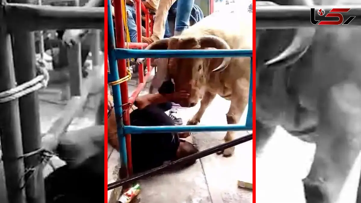 فیلم حمله خونین گاو به تماشاگر در میدان گاوبازی