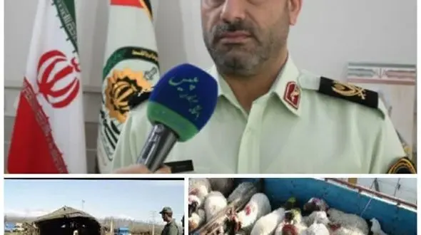 انهدام باند سازمان یافته سرقت احشام در مرکز و غرب کشور 