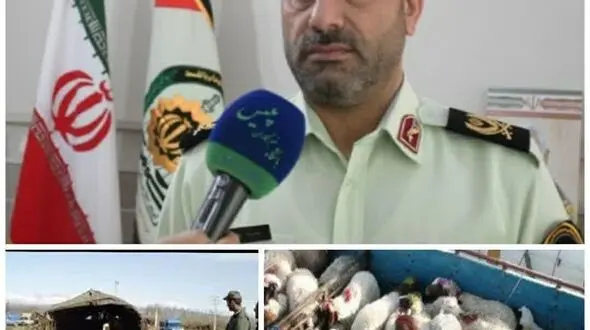 انهدام باند سازمان یافته سرقت احشام در مرکز و غرب کشور 