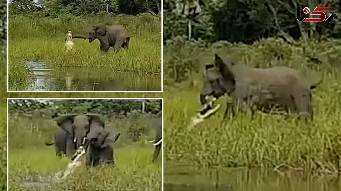 مبارزه مرگ و زندگی بچه فیل با تمساح +عکس 