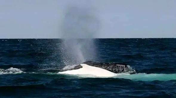 لاشه یک نهنگ در آب‌های جزیره کیش پیدا شد/ نمونه برداری در حال انجام