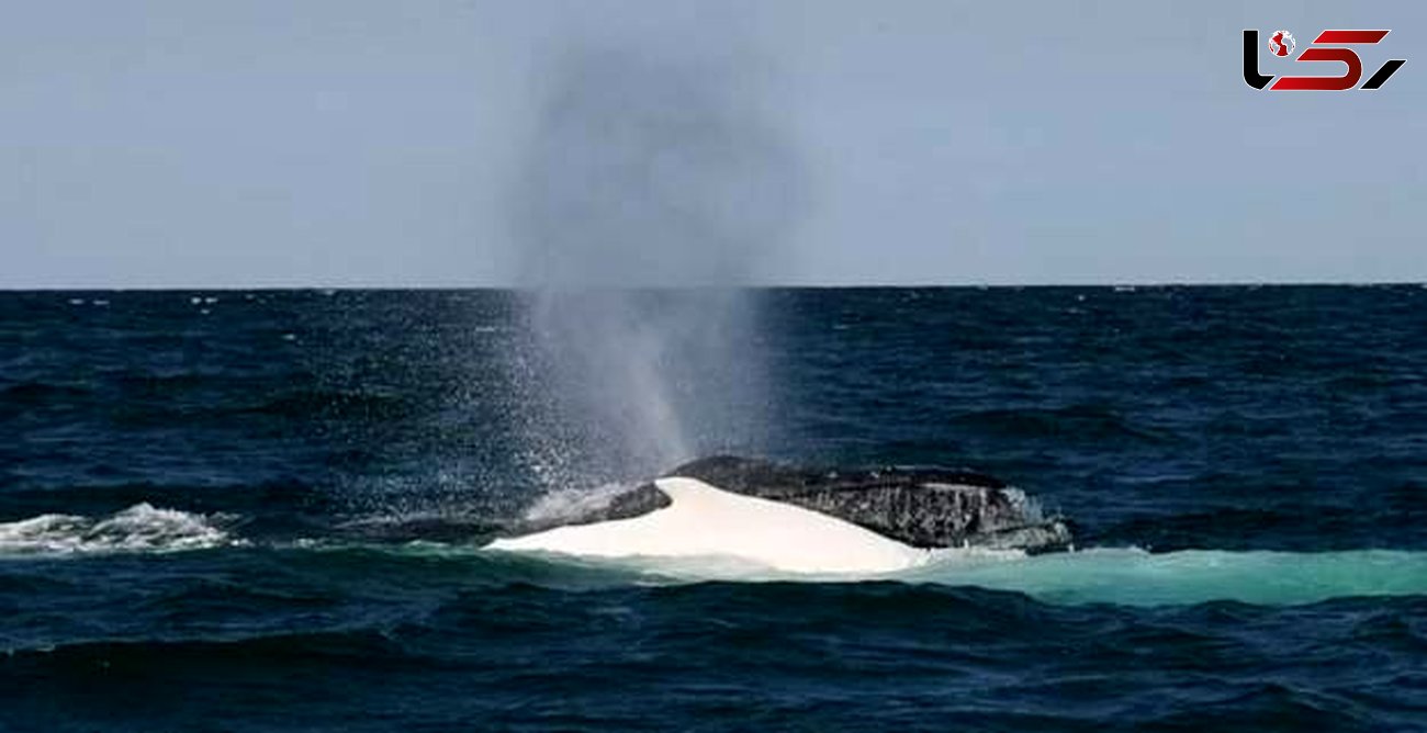 لاشه یک نهنگ در آب‌های جزیره کیش پیدا شد/ نمونه برداری در حال انجام