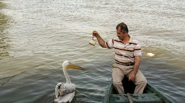 ماجرای دوستی صیاد بندر انزلی و یک پلیکان مهاجر + تصاویر