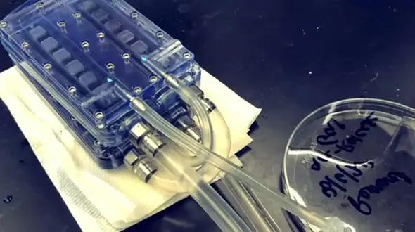 کلیه مصنوعی ساخته شد + جزئیات 