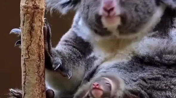 ببینید / لحظه بیرون آمدن بچه کوآلا از کیسه مادرش + فیلم 