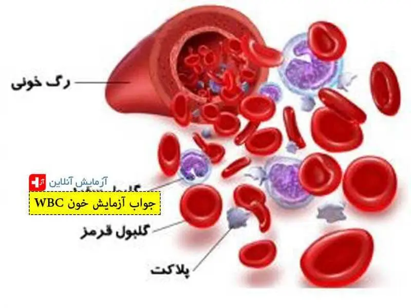 wbc در آزمایش خون