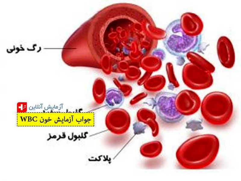 wbc در آزمایش خون