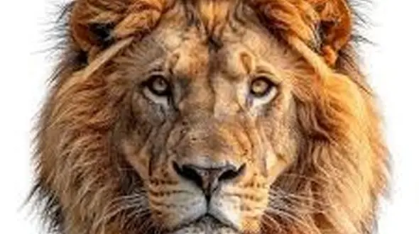 از شکار کرکس تا مهاجرت شیر