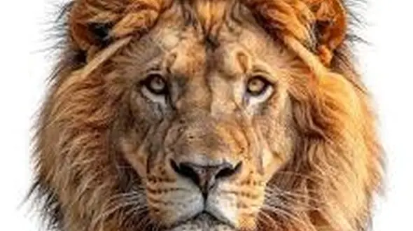 از شکار کرکس تا مهاجرت شیر