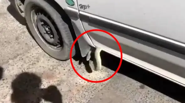  فیلم ورود مار سمی به  پراید مرد ایلامی / وحشتناک بود!