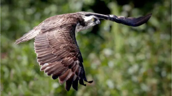 نبردی سخت میان ماهی و  عقاب تیزبین+تصاویر